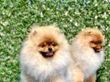 Orji̇nal Teddy Bear Pomerani̇an Boo