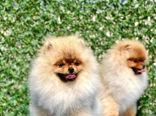 Orji̇nal Teddy Bear Pomerani̇an Boo görsel