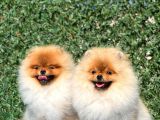 Teddy Bear Pomerani̇an Boo