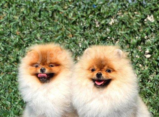 Teddy Bear Pomerani̇an Boo görsel