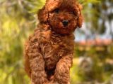Safkan Toy Poodle Yavrular