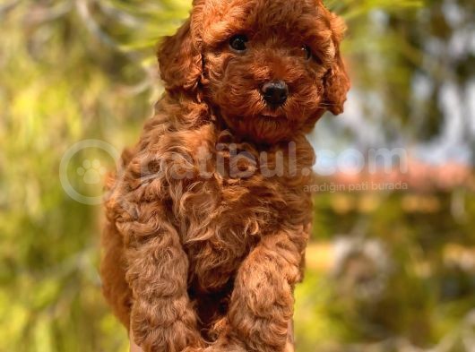 Safkan Toy Poodle Yavrular