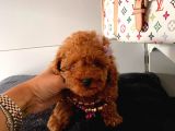Orji̇nal Poodle Yavrular
