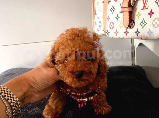 Orji̇nal Poodle Yavrular görsel