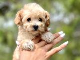 F1 Malti̇poo Bebekler