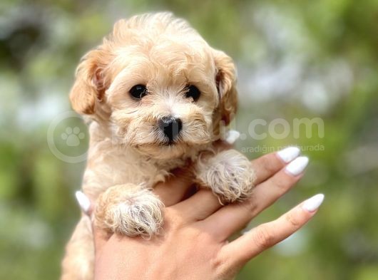 F1 Malti̇poo Bebekler görsel