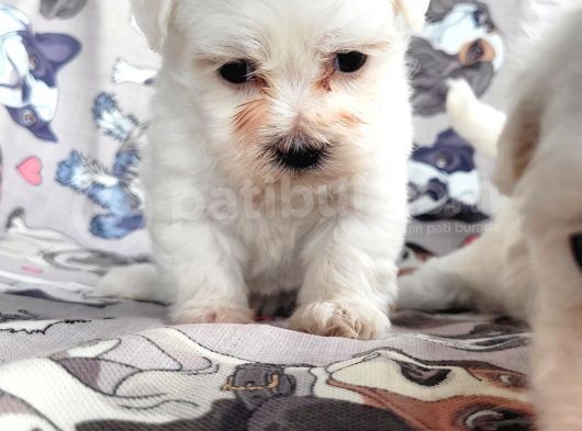 Maltese Yavru (Bursa Köpek Okulu) görsel