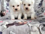 Maltese Yavru (Bursa Köpek Okulu)