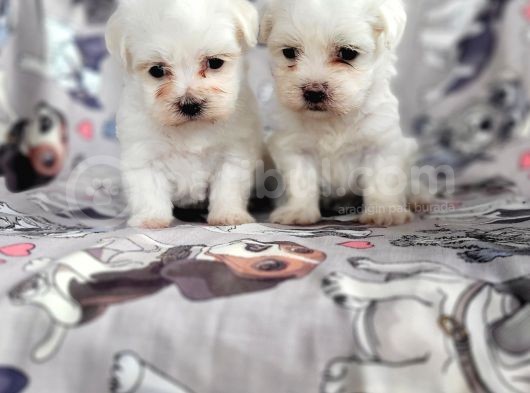 Maltese Yavru (Bursa Köpek Okulu)