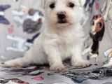 Maltese Yavru (Bursa Köpek Okulu)