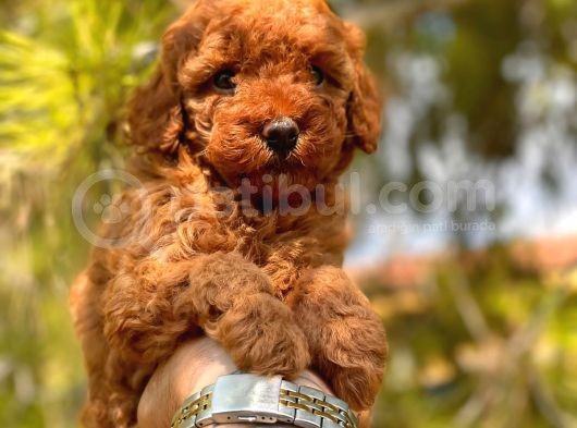 Safkan Toy Poodle Yavrular görsel