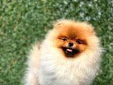 Teddy Bear Pomerani̇an Boo
