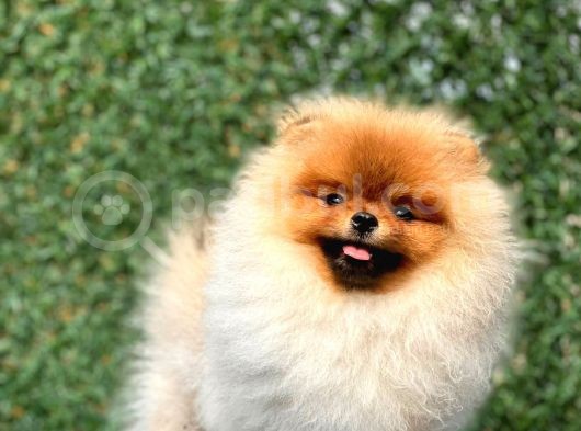 Teddy Bear Pomerani̇an Boo