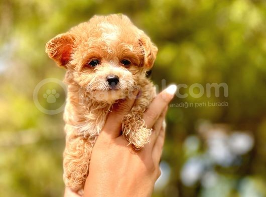 F1 Malti̇poo Bebekler