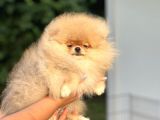 Orji̇nal Pomerani̇an Boo Bebekler