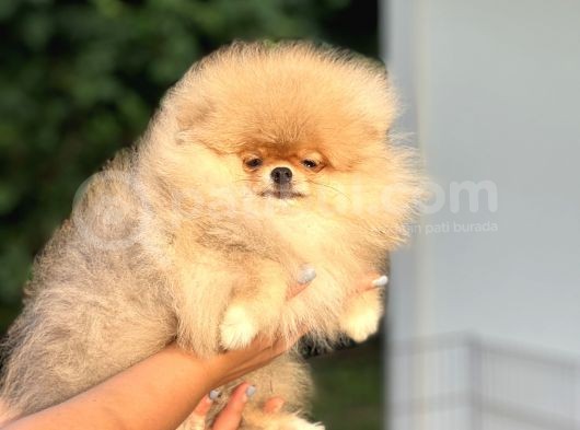 Orji̇nal Pomerani̇an Boo Bebekler görsel
