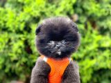 Safkan Pomeranian Boo Yavrularımız