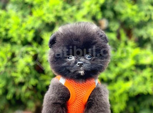Safkan Pomeranian Boo Yavrularımız görsel