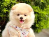 Safkan Pomeranian Boo Yavrularımız