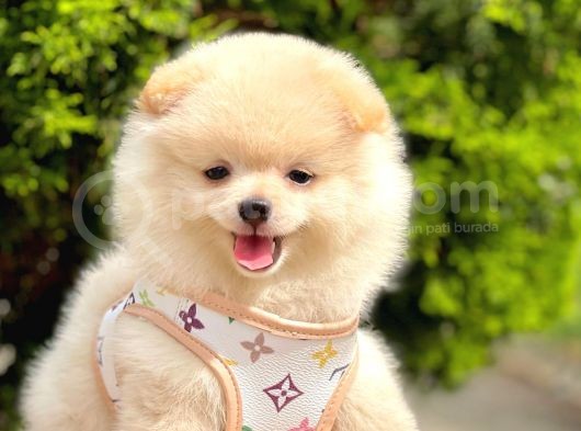 Safkan Pomeranian Boo Yavrularımız