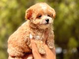 F1 Malti̇poo Bebekler