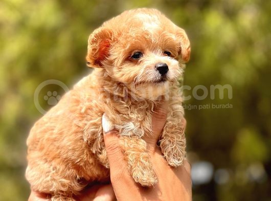 F1 Malti̇poo Bebekler görsel