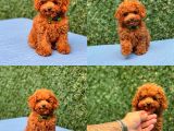 Türki̇ye’ni̇n En Güzel Toy Poodle Yavrulari