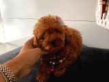 Orji̇nal Poodle Yavrular