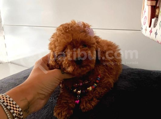 Orji̇nal Poodle Yavrular görsel
