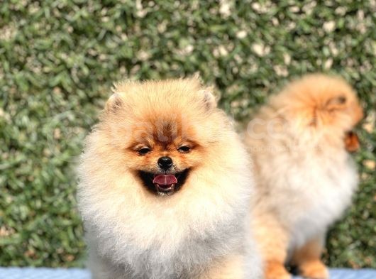 Orji̇nal Teddy Bear Pomerani̇an Boo görsel