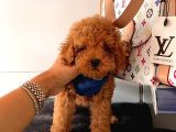 Orji̇nal Poodle Yavrular