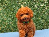 Türki̇ye’ni̇n En Güzel Toy Poodle Yavrulari
