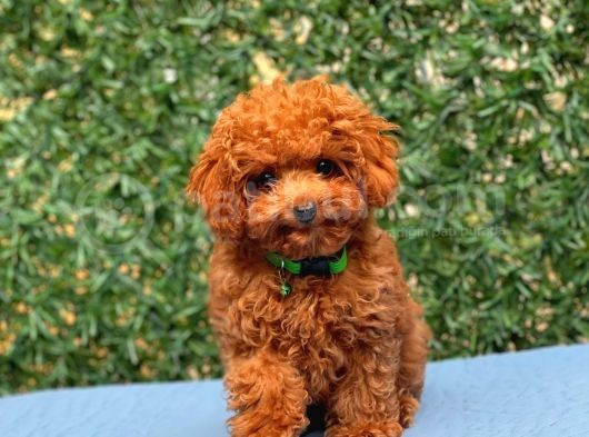Türki̇ye’ni̇n En Güzel Toy Poodle Yavrulari görsel