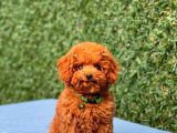 Türki̇ye’ni̇n En Güzel Toy Poodle Yavrulari