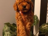 En Mükemmel Toypoodle Bebekler