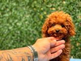Türki̇ye’ni̇n En Güzel Toy Poodle Yavrulari