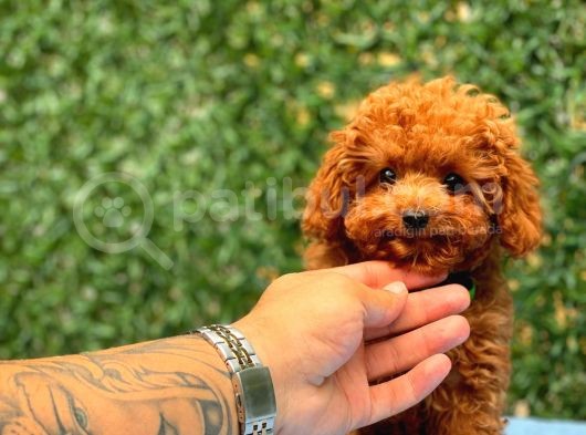 Türki̇ye’ni̇n En Güzel Toy Poodle Yavrulari görsel