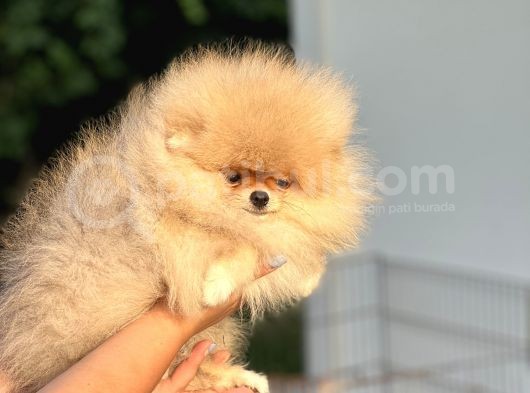 Orji̇nal Pomerani̇an Boo Bebekler görsel
