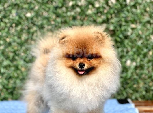 Orji̇nal Teddy Bear Pomerani̇an Boo görsel