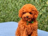Türki̇ye’ni̇n en Güzel Toy Poodle Yavrulari
