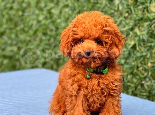 Türki̇ye’ni̇n En Güzel Toy Poodle Yavrulari