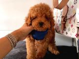Orji̇nal Poodle Yavrular