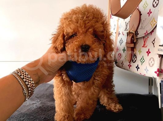Orji̇nal Poodle Yavrular görsel