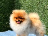 Teddy Bear Pomerani̇an Boo