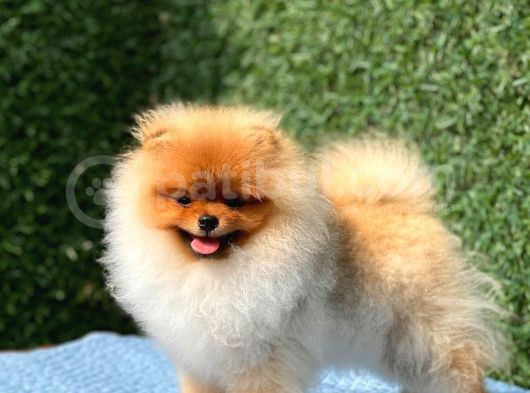 Teddy Bear Pomerani̇an Boo görsel