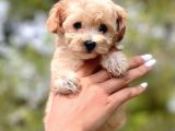 F1 Malti̇poo Bebekler