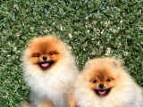 Teddy Bear Pomerani̇an Boo
