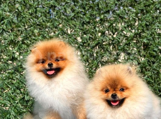 Teddy Bear Pomerani̇an Boo görsel