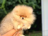 Orji̇nal Pomerani̇an Boo Bebekler