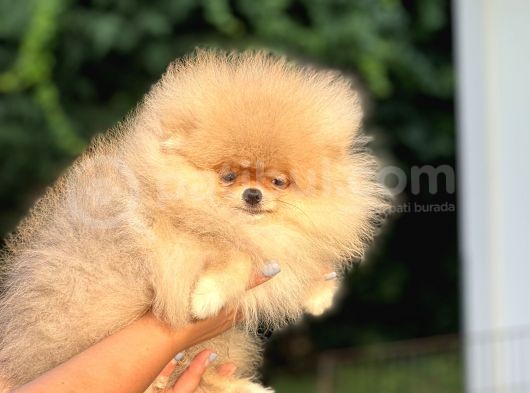 Orji̇nal Pomerani̇an Boo Bebekler görsel